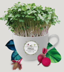 ברקודים ארמניה הלקוח bostan microgreens 2